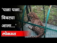 बिबट्या फासकीत अडकला अन् | Leopard Rescue in Rajapur | Ratnagiri | Maharashtra News