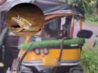 धक्कादायक! एका बेडकाने घडविला २ रिक्षांचा अपघात; चालकांसह पाच जखमी; नेमकं काय घडलं? - Marathi News | Shocking! A frog caused an accident involving 2 rickshaws; Five injured including the driver; What exactly happened? | Latest jalgaon News at Lokmat.com धक्कादायक! एका बेडकाने घडविला २ रिक्षांचा अपघात; चालकांसह पाच जखमी; नेमकं काय घडलं? - Marathi News | Shocking! A frog caused an accident involving 2 rickshaws; Five injured including the driver; What exactly happened? | Latest jalgaon News at Lokmat.com