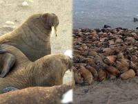 हृदयद्रावक! ....म्हणून मोठ्या संख्येने प्राण्यांना गमवावं लागलं घर; समोर आले भीषण फोटो - Marathi News | Trending News : Huge walrus colony found in arctic circle know why | Latest jarahatke Photos at Lokmat.com