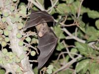 वटवाघळांमुळेच का लोकांमध्ये पसरतात जीवघेणे व्हायरस, जाणून घ्या - Marathi News | CoronaVirus News Marathi : Bats disease transmission covid 19 pandemic myb | Latest jarahatke Photos at Lokmat.com