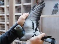 सगळ्यात महागडा कबूतर माहित्येय का? याच्या किंमतीत आलिशान फ्लॅट विकत घ्याल, वाचा खासियत - Marathi News | Racing pigeon record price 14 crore rupees in auction | Latest jarahatke Photos at Lokmat.com