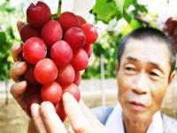 'या' द्राक्षांची किंमत ऐकुन तुम्ही म्हणाल सोनं खरेदी करणं परवडेल, घडातील एक द्राक्ष ३५ हजार रुपयांना - Marathi News | ruby roman grapes worlds most expensive grapes | Latest international Photos at Lokmat.com