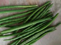 शेवग्याची शेंग ५०० रुपये किलाेवर; संपूर्ण राज्यात महिनाभर तुटवडा राहणार, कारण काय? - Marathi News | There has been a shortage of Drumstick across the state, know about reason | Latest maharashtra News at Lokmat.com शेवग्याची शेंग ५०० रुपये किलाेवर; संपूर्ण राज्यात महिनाभर तुटवडा राहणार, कारण काय? - Marathi News | There has been a shortage of Drumstick across the state, know about reason | Latest maharashtra News at Lokmat.com