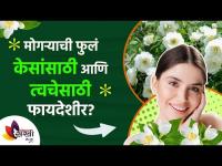 मोगऱ्याच्या फुलांचे आश्चर्यकारक फायदे | Mogra flower for hair growth and beautiful skin Lokmat sakhi