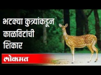भटकी कुत्र्यांनी मारले चार काळवीट | Rajiv Gandhi Park | Attack On Deer | Pune News