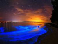 Sea Of Stars: मालदीवच्या समुद्रात उतरतात तारे, 'सी ऑफ स्टार्स' पाहून तुम्हीही व्हाल चकीत... - Marathi News | Sea Of Stars:you too will be amazed to see stars in 'Sea of Stars' in maldives | Latest international Photos at Lokmat.com