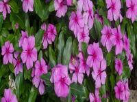 सदाफुलीचे औषधी गुणधर्म जाणून घ्या - Marathi News | Sadafuli Plant Will Help To Reduce Diabetes And Hypertension | Latest health Photos at Lokmat.com