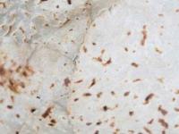 ज्वारीची भाकरी थापताना तुटते- फुगत नाही, कडक होते? १० टिप्स, मऊ होईल-टम्म फुगेल भाकरी - Marathi News | How To Make Jawar Roti Soft : Jwarichi Bhakri Recipe Jwarichi Bhakri Kashi Kartat | Latest sakhi Photos at Lokmat.com