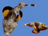 आश्चर्य! देशात पहिल्यांदाच आढळला रंग बदलणारा विषारी दुर्मीळ मासा, जाणून घ्या याचं वेगळेपण.... - Marathi News | Rare colour changing scorpionfish found in gulf of munnar api | Latest jarahatke Photos at Lokmat.com