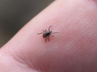 सडकून ताप, अंगदुखी अन् अचानक मृत्यू! जंगलात राहणाऱ्या 'या' किड्याने घातला राज्यभरात धुमाकूळ - Marathi News | Fever, body aches and sudden death! This insect living in the forest has created a stir across the state | Latest national News at Lokmat.com