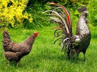 टाकाऊ वस्तूंमध्ये 'या' कलाकाराने फुंकला जीव, बघा अद्भूत शिल्प.... - Marathi News | American Artist Brings Recycled Materials Back To Life | Latest social-viral Photos at Lokmat.com