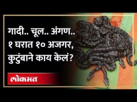 १ घरात सापडले १० अजगर, पुढे काय घडलं? 10 Python Snake Found in Amravati | Viral Video