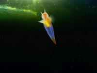 रशियाजवळच्या समुद्रात दिसला 'जलपरी'सारखा दुर्मीळ जीव; फोटोंची जगभरात चर्चा - Marathi News | rare sea angel spotted in white sea russia kkg | Latest jarahatke Photos at Lokmat.com