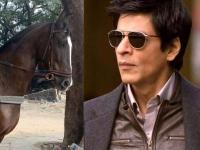 बॉलिवूड अभिनेत्यांना वाटते 'या' गोष्टींची भीती... - Marathi News | Bollywood actors fear 'these' things ... | Latest filmy Photos at Lokmat.com
