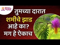 घराजवळील शमीच्या झाडाबद्दल महत्वपूर्ण माहिती | Shami Tree Information | Shami Plant | Lokmat Bhakti