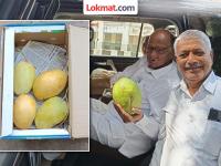 एकच आंबा तीन किलोंचा! शेतकऱ्याने दिलेलं गिफ्ट बघून शरद पवार भारावले; फोटो शेअर करत म्हणाले... - Marathi News | A mango weighs three kilos! Sharad Pawar was overwhelmed after seeing the gift given by the farmer; Sharing the photo, he said... | Latest maharashtra Photos at Lokmat.com