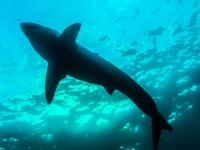 धोक्याचा इशारा! समुद्रात माशांचे हल्ले वाढले; मोठे वादळ येणार?, तज्ञांचा गंभीर इशारा - Marathi News | Danger alert! Fish attacks have increased in the sea; Will a big storm come?, serious warning from experts | Latest international Photos at Lokmat.com