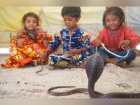 सोलापूरात 'नाग'पूर; इथल्या घरांमध्ये नागच नाग! - Marathi News | the snakes linger in this city of india | Latest jarahatke Photos at Lokmat.com