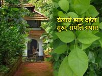 श्रावणातला शेवटचा आठवडा; 'या' दिशेला लावा बेलाचे झाड, घरात धन, समृद्धी, पैसा येईल अपार - Marathi News | Shravan Somvar 2025: Last week of Shravan; Plant a betel tree in this direction, wealth, prosperity, and money will come to the house in abundance | Latest bhakti Photos at Lokmat.com
