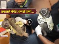 मुंबई विमानतळावर प्रवाशाच्या बॅगेत सापडली दोन सिल्वर गिबन; कस्टम अधिकारीही झाले अवाक् - Marathi News | Two silver gibbons found in passenger bag at Mumbai airport Customs officials also left speechless | Latest mumbai News at Lokmat.com मुंबई विमानतळावर प्रवाशाच्या बॅगेत सापडली दोन सिल्वर गिबन; कस्टम अधिकारीही झाले अवाक् - Marathi News | Two silver gibbons found in passenger bag at Mumbai airport Customs officials also left speechless | Latest mumbai News at Lokmat.com