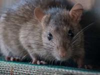 घरात माऊस ग्लू ट्रॅप ठेवूनही उंदीर पकडल्या जात नाही? १ सोपा उपाय- उंदीर घरातून पळून जातील - Marathi News | how to get rid of mouse or rat in house, simple tips to trap rat and mouse in your house | Latest sakhi Photos at Lokmat.com