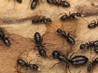 मुंग्यांनाही लावा थोडीशी टाल्कम पावडर! घरातून मुंग्यांना घालवून टाकण्यासाठी भन्नाट देसी जुगाड... - Marathi News | how to get rid of ants, simple tricks to remove ants from home, viral natural remedies to get rid of ants | Latest sakhi Photos at Lokmat.com