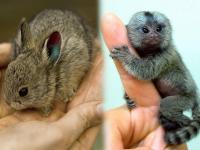 हे आहेत जगातील सर्वात छोटे 13 प्राणी, फोटो पाहून थक्क व्हाल ! - Marathi News | These are the 13 smallest creatures in the world! | Latest jarahatke Photos at Lokmat.com