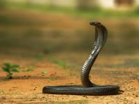 मित्रांकडून मागवला विषारी साप, सर्पदंशाने पत्नीची केली हत्या; ३ वर्षांनी झाला उलगडा, पतीला अटक - Marathi News | In Badlapur, a woman was murdered by snakebite; the police have arrested four people, including her husband | Latest crime News at Lokmat.com मित्रांकडून मागवला विषारी साप, सर्पदंशाने पत्नीची केली हत्या; ३ वर्षांनी झाला उलगडा, पतीला अटक - Marathi News | In Badlapur, a woman was murdered by snakebite; the police have arrested four people, including her husband | Latest crime News at Lokmat.com