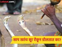 सापांना तर कान नसतात, मग ते बासरीच्या सुरांवर 'नागिन डान्स' कसा करतात? सत्य समजल्यावर बसेल धक्का - Marathi News | Snakes do not have ears then how do they dance on sound of flute | Latest jarahatke Photos at Lokmat.com