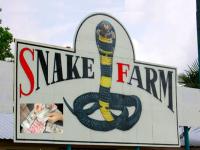 Snake Farming: या गावातील लोक सगळ सोडून सापांची शेती करतात, प्रत्येकजण श्रीमंत...! पण एका सापाला घाबरतात - Marathi News | Snake Farming: The people of china village farm snakes, all are rich...! But they are afraid of a one five step snake | Latest international Photos at Lokmat.com