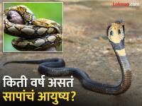 सापांचं आयुष्य किती वर्षांचं असतं आणि सगळ्यात जास्त कोणता साप जगतो? - Marathi News | How long do snakes live and which snake lives most? | Latest jarahatke Photos at Lokmat.com