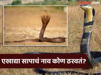 किंग कोब्रा असो वा पायथन असो वा रसेल स्नायपर...कोण ठेवतं तरी कोण सापांचे नाव, जाणून घ्या पूर्ण प्रोसेस - Marathi News | Who actually names snakes, here's the science behind it | Latest jarahatke Photos at Lokmat.com