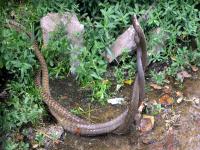 नाशिकमध्ये प्रणयकाळातील सर्पांची झुंज बघून व्हाल थक्क! - Marathi News | Nasik will be prank about the snake charming! | Latest maharashtra Photos at Lokmat.com