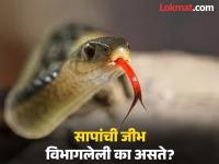 सापांची जीभ दोन भागात का विभागलेली असते? 99 टक्के लोकांना माहीत नसेल 'या' प्रश्नाचं उत्तर - Marathi News | Why does a snake tongue have two parts, know the reason | Latest jarahatke Photos at Lokmat.com