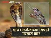 एका विषारीने सापाने दुसऱ्या विषारी सापाला दंश मारला तर काय होतं? त्यांच विष त्यांचा जीव घेतं का - Marathi News | Amazing facts snake bite on snake venom immunity facts | Latest jarahatke Photos at Lokmat.com