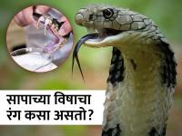 सापाचं विष कोणत्या रंगाचं असतं? तुम्हालाही माहीत नसेल या प्रश्नाचं उत्तर... - Marathi News | Do you know what color snake venom is | Latest jarahatke Photos at Lokmat.com