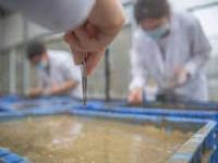 चीनने पृथ्वीवर आणलं अंतराळात पेरलेले तांदळांच बियाणं, 'स्पेस राईस'म्हणून फोटो व्हायरल - Marathi News | China brings space rice from moon, photos viral on internet of spacerice | Latest jarahatke Photos at Lokmat.com