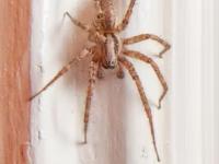 घराच्या कोपऱ्यात-भिंतीवर कोळ्यांचे जाळे लागते? ४ सोपे उपाय- घर राहिल स्वच्छ- नीटनेटके - Marathi News | how to get rid spiders from home 4 simple tips and tricks do these home remedies home cleaning ideas | Latest sakhi Photos at Lokmat.com