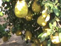 ये किसान उगा रहा है तरबूज के आकार का नींबू, गिनीज बुक ऑफ वर्ल्‍ड रिकार्ड के लिए करेगा आवेदन - | A farmer growing watermelon sized lemons guinness book of world records | Latest weird Photos at Lokmatnews.in