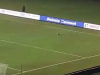 नवी मुंबईतल्या फिफा सामन्यादरम्यान मैदानात अचानकपणे कुत्रा आल्यानं उडाला गोंधळ
