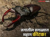 'हा' आहे जगातील सगळ्यात महाग कीटक, किंमत इतकी की घेऊ शकाल एक लक्झरी कार! - Marathi News | Stag beetle world most expensive insect price is so high than luxury car | Latest jarahatke Photos at Lokmat.com