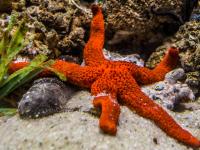 ना हृदय... ना मेंदू! तरीही समुद्राच्या अथांग गर्तेत राज्य करतो 'हा' जीव; नेमकं गुपित काय? - Marathi News | No heart... no brain! Yet 'this' creature rules in the abyss of the ocean; what is the real secret? | Latest jarahatke News at Lokmat.com