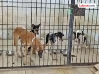 वारंवार हल्ले करणाऱ्या कुत्र्यांना जन्मठेप होणार! उत्तर प्रदेश सरकारने घेतला मोठा निर्णय - Marathi News | Repeatedly attacking dogs will be sentenced to life imprisonment Uttar Pradesh government takes big decision | Latest national Photos at Lokmat.com