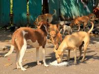 भटक्या कुत्र्यांच्या आरोग्यासाठी 'एआय'ची मदत; प्रायोगिक प्रकल्पात १० हजार श्वानांचा समावेश - Marathi News | AI helps in the health of stray dogs; 10,000 dogs included in the pilot project | Latest mumbai News at Lokmat.com