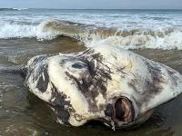 अरे बाप रे बाप! समुद्र किनाऱ्यावर अनोखा जीव पाहून हैराण झाले लोक, तुमची बोलतीही होईल बंद! - Marathi News | Sunfish looks like alien worlds biggest rarest sea creature washes up on Australian beach | Latest jarahatke Photos at Lokmat.com