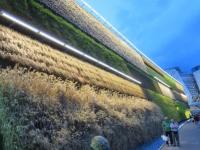 भारीच! 'इथं' भींतींवरही केली जाते शेती; धान्यांसह भाज्यांचीसुद्धा घेतली जातात पीकं, पाहा फोटो - Marathi News | Know about vertical farming israel, photos of vertical farming | Latest jarahatke Photos at Lokmat.com