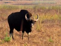 वन्यजीवांचा लागतो लळा अन् निसर्गाशी जुळतात ऋणानुबंध - Marathi News | Wildlife needs to be born and losers with nature | Latest maharashtra Photos at Lokmat.com