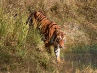 निसर्गाचे वैभव ताडोबा; वन्यजीवांचा लागतो लळा अन् निसर्गाशी जुळते ऋुणानुबंद - Marathi News |  The glory of nature Tadoba; Wild animals need to be born and relation with nature | Latest nashik Photos at Lokmat.com