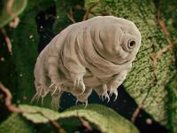 कल्पनेपलीकडचं जग; 'अशा'ही गोष्टी पृथ्वीवर आहेत बरं! - Marathi News | fascinating things on Earth you had no idea existed | Latest jarahatke Photos at Lokmat.com