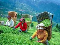 Travel : मुन्नार ते दार्जिलिंग; प्रत्येक 'टी लव्हर'ने आयुष्यात एकदा तरी पाहिलेच पाहिजेत हे ५ चहाचे मळे - Marathi News | Travel: From Munnar to Darjeeling; Every tea lover must visit these 5 tea gardens at least once in their lifetime | Latest travel Photos at Lokmat.com